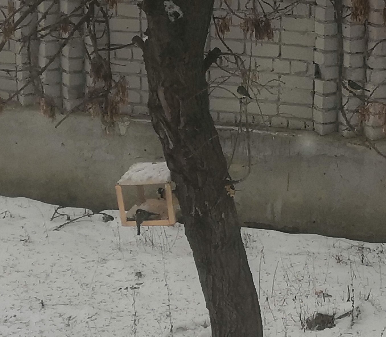 Помощь птицам.